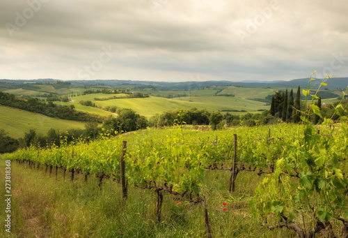 Tuscany sunny landscape. Typical for the region tuscan farm house  hills  vineyard. Italy