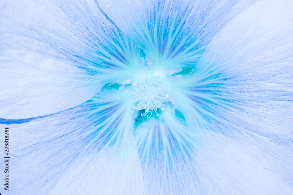 Naklejka premium Mallow flower neon blue pink purple large size pistil stamen pollen for design background
