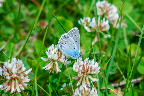 Schilderij op canvas A small blue butterfly - bluebird butterfly (lat