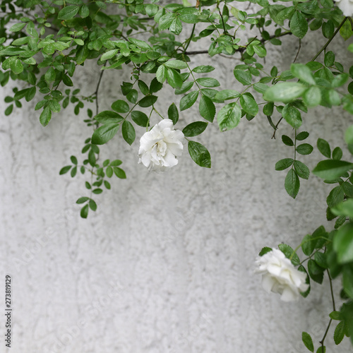 White bush branch wiht white romantic roses.
