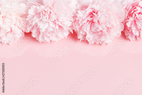 Delicate white pink peony with petals flowers on pink board. Overhead top view, flat lay. Copy space.