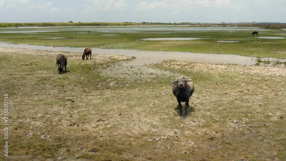 Aerial view froma drone of Thai Water Buffalos at Talay Noi Lake, Phatthalung, Thailand