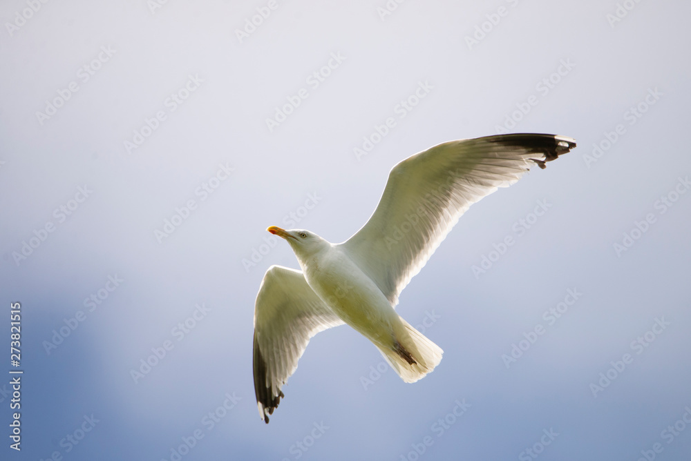Fototapeta premium mouette 