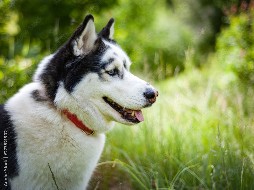 Black and white Siberian husky, walking in the summer field Black and white Siberian husky, walking in the summer field