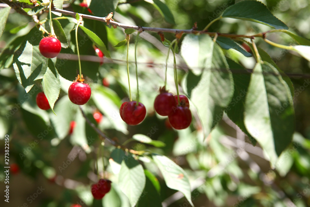 Ripe cherry fruit brightly red color on the branches 