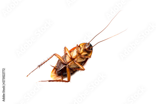 cockroaches on white background © Thanit_Studio