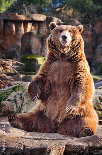 brown bear in zoo sitting