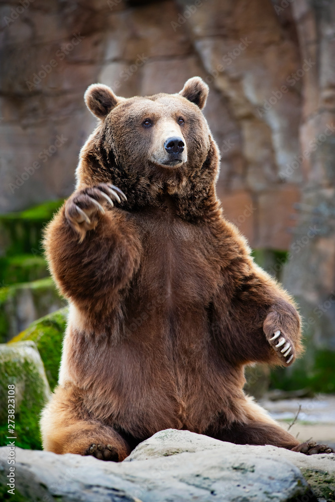 Fototapeta premium brown bear in the zoo