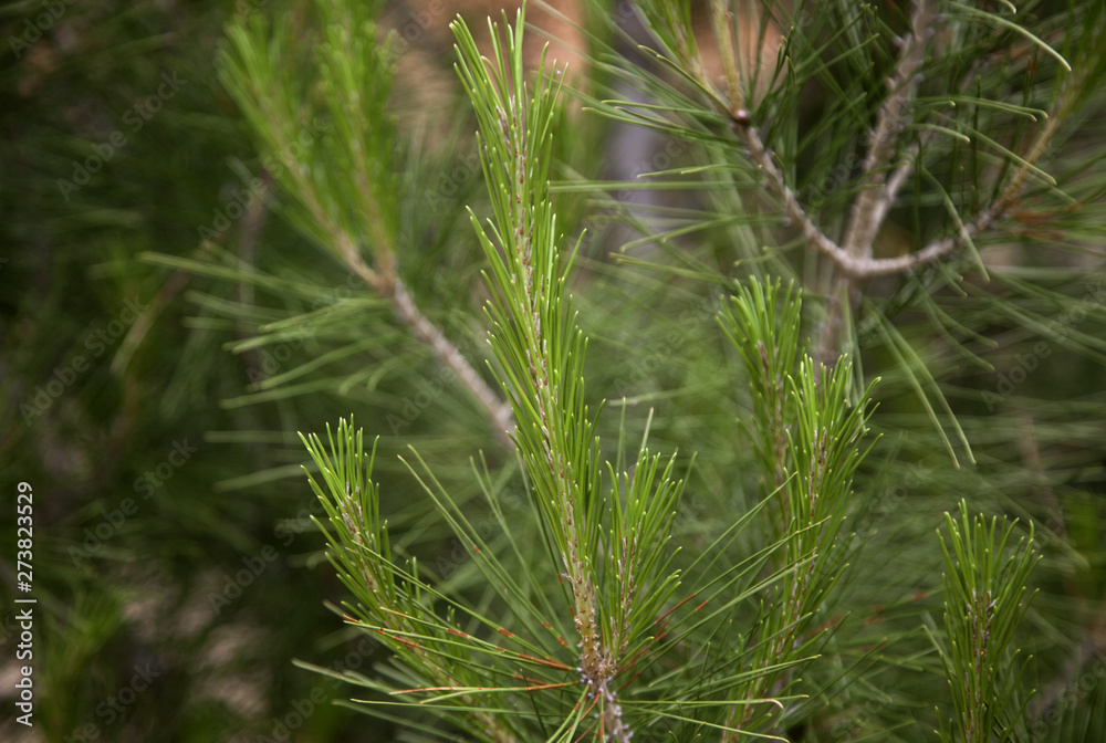 Pine branches Pine branches
