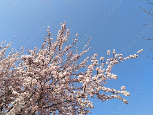 Arbre en fleur