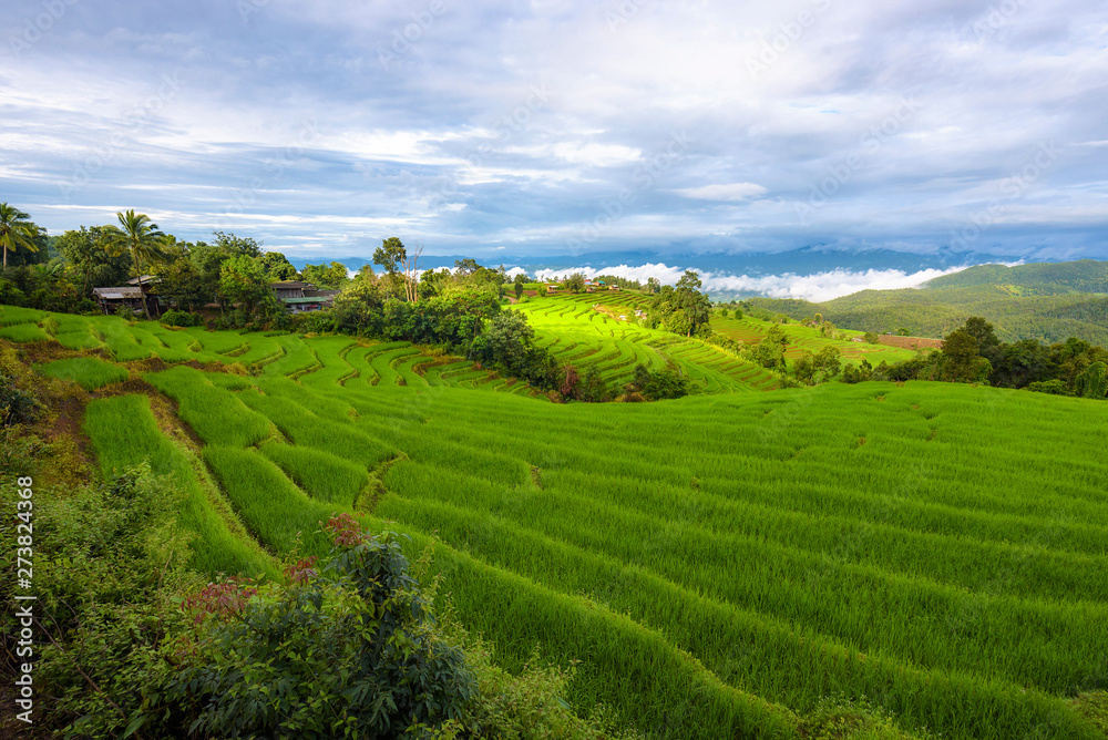 Landscape of green rice fields, Located pabongpiang at maejam, Chiangmai, Thailand.