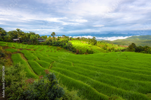 Landscape of green rice fields  Located pabongpiang at maejam  Chiangmai  Thailand.