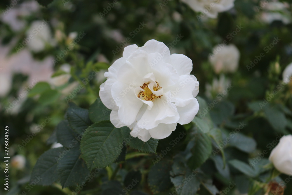 Fragrant elegant roses bloom in the garden Fragrant elegant roses bloom in the garden