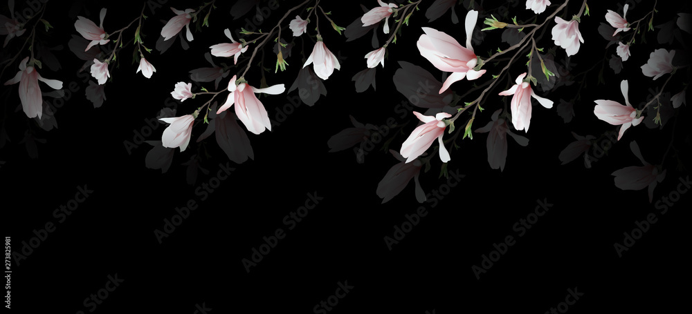 Fototapeta realistyczny kwiat magnolii na białym na czarnym tle. Gałąź magnolii to symbol lata, kobiecego uroku, kobiecości w stylu realizmu dla designu, prezentacji. ilustracja