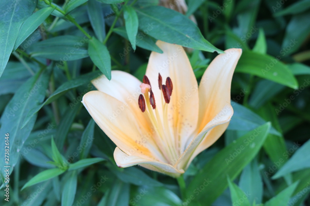 Fototapeta premium Beautiful scented lilies bloom in the garden. Natural beauty.