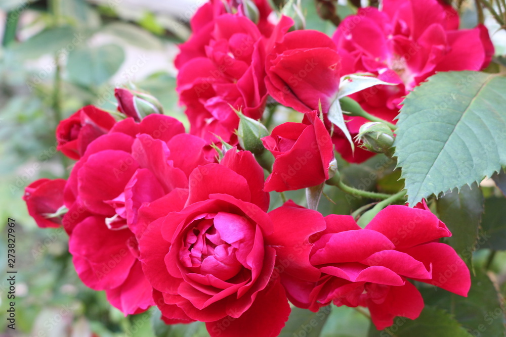 Red roses blossom in the garden