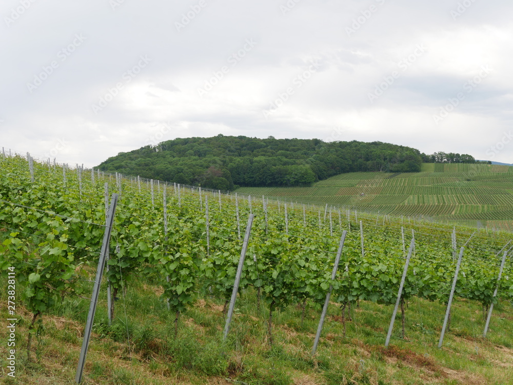 Weinanbau in Baden