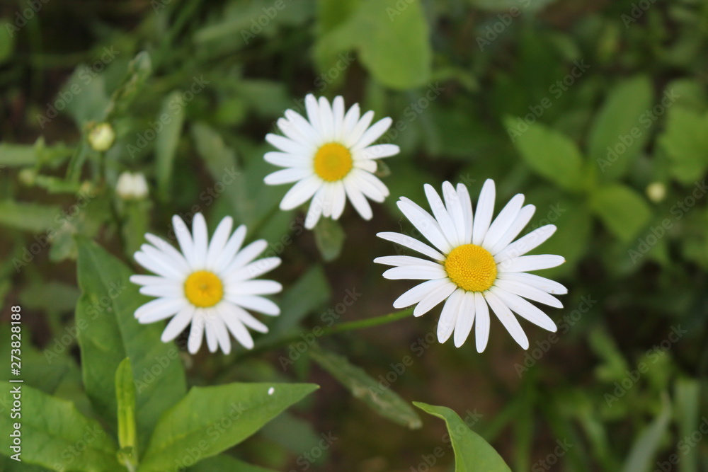  White daisies bloom in the meadow