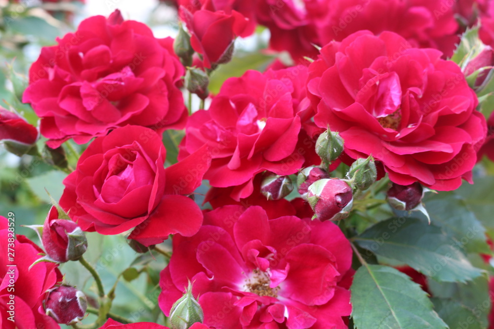 Red roses blossom in the garden Red roses blossom in the garden