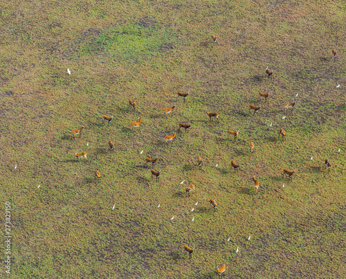 Black lechwe or Bangweulu lechwe (K. l. smithemani), Zambia, Africa photo