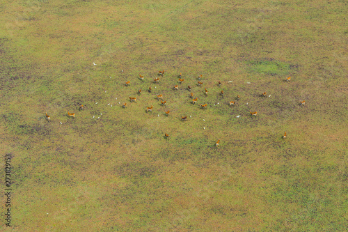 Black lechwe or Bangweulu lechwe (K. l. smithemani), Zambia, Africa photo