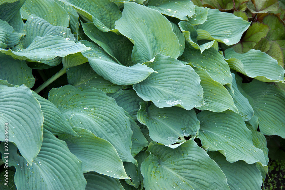 Fototapeta premium a plant with dense and pointed leaves
