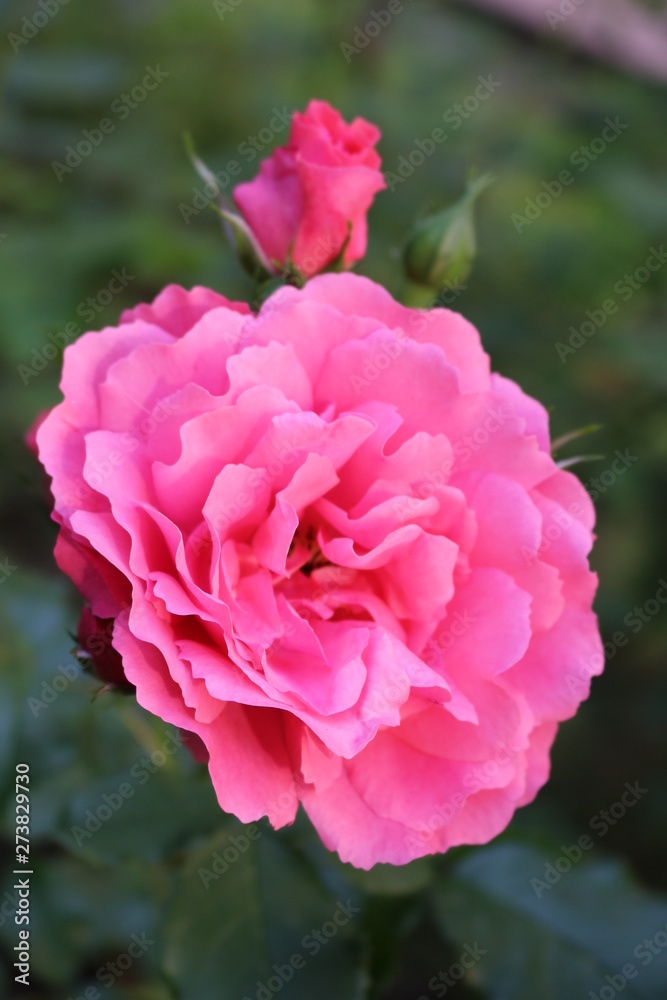 Beautiful scented pink roses bloom in the garden Beautiful scented pink roses bloom in the garden