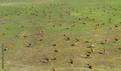 Black lechwe or Bangweulu lechwe (K. l. smithemani), Zambia, Africa photo