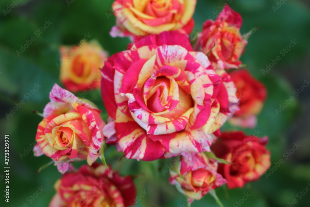 Beautiful scented colorful roses bloom in the garden Beautiful scented colorful roses bloom in the garden