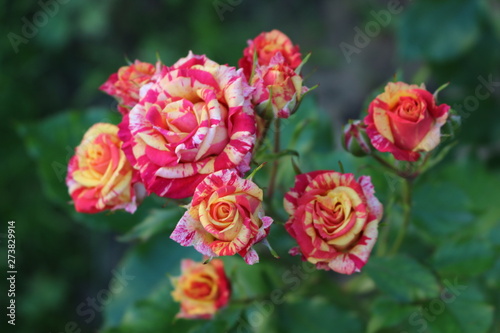 Beautiful scented colorful roses bloom in the garden © Yuliya