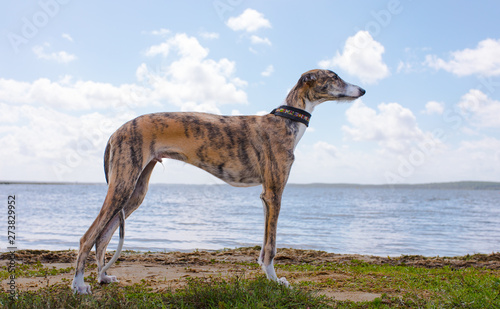 Valokuva Galgo Español, Spanish galgo, Spanish Greyhound, Greyhound