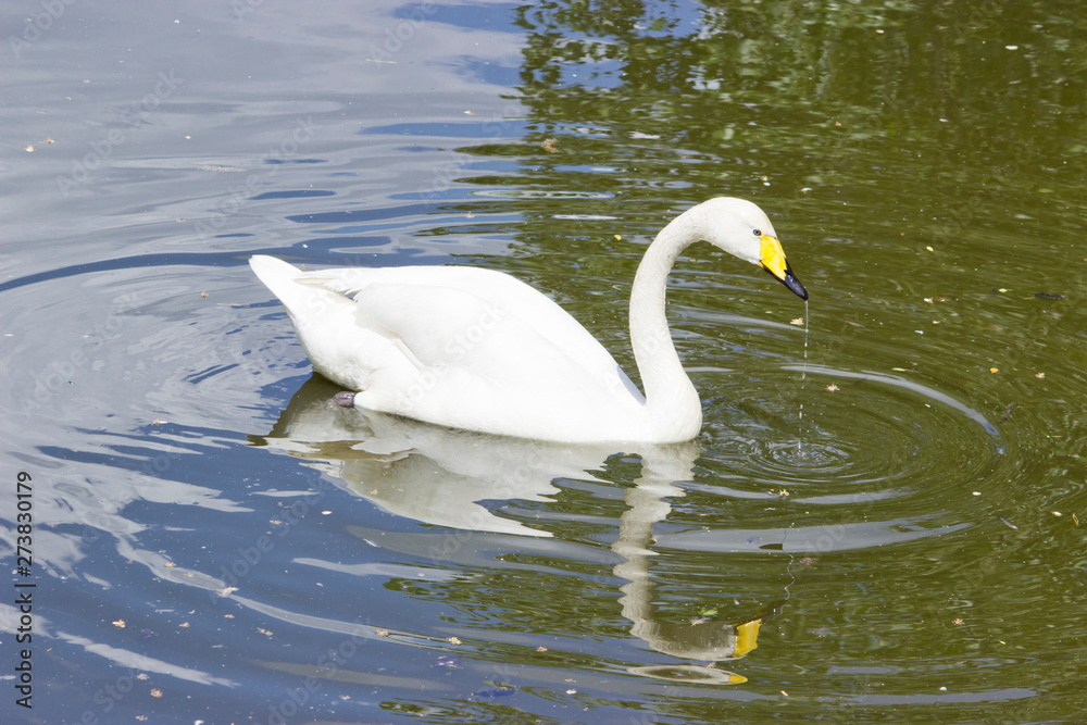 Naklejka premium White Swan in the lake on a natural background
