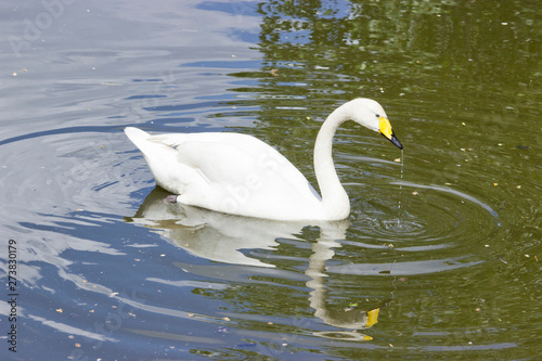 White Swan in the lake on a natural background