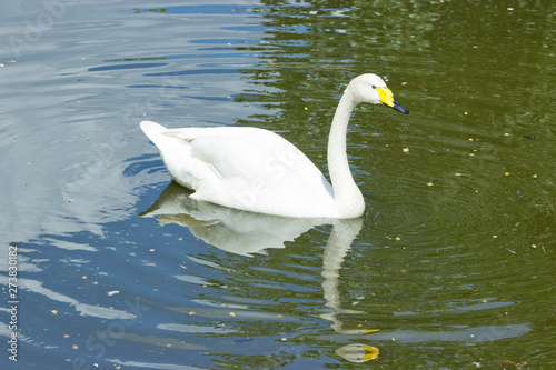 White Swan in the lake on a natural background