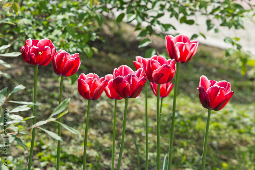 Obraz premium Beautiful red tulips in the garden Spring flowers