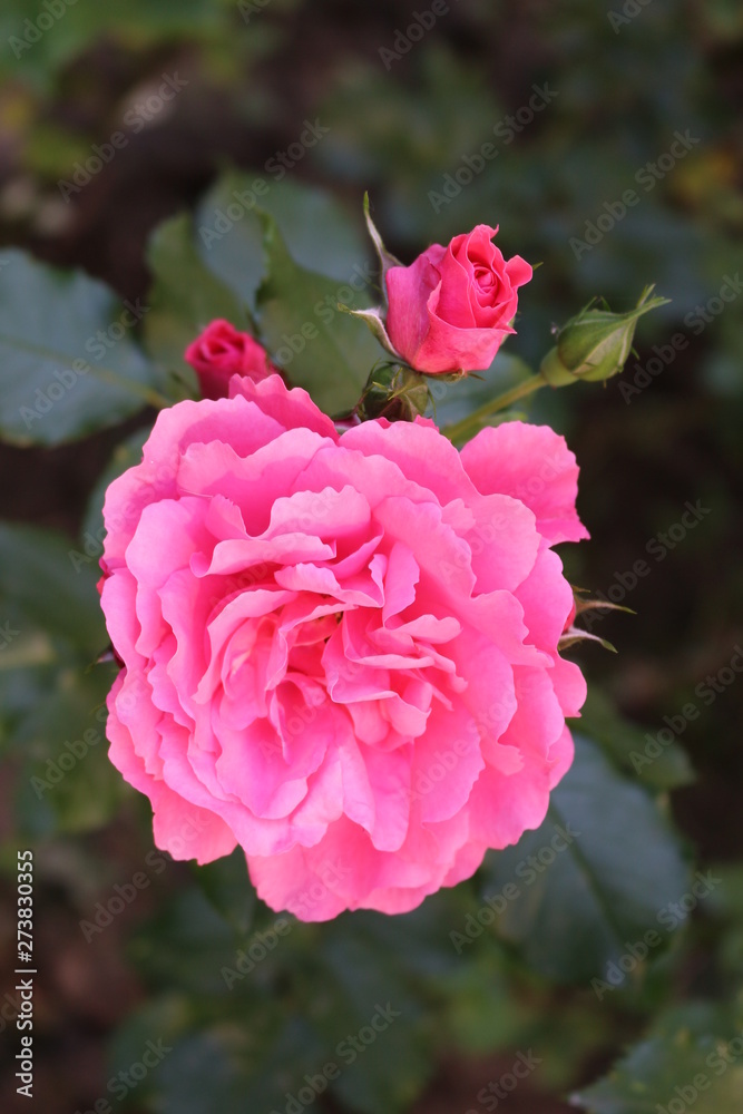 Obraz premium Beautiful scented pink roses bloom in the garden
