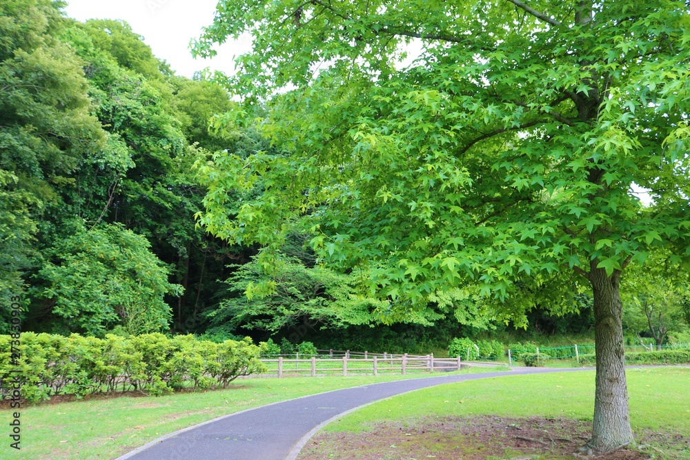 Obraz premium 風景 道 緑 田舎 公園 杤木