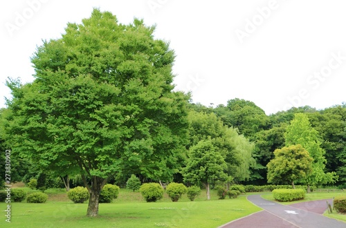 風景 道 緑 田舎 公園 杤木