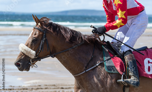 Close up on race horse on the beach