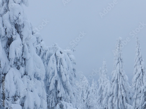 snow covered trees