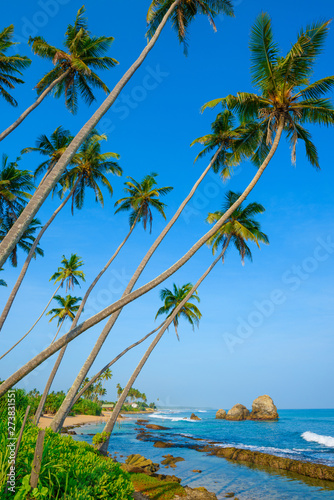 Coconut palms on the beach with fishing poles on Sri Lanka