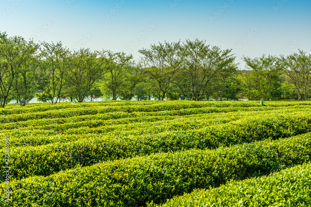 Tea Garden Overlooking Fenghuanggou Scenic Area in Nanchang County ，Chinese tea garden 
