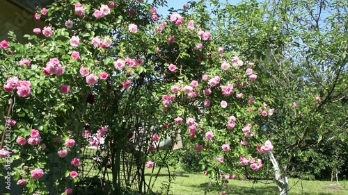 beautiful pink roses in the garden