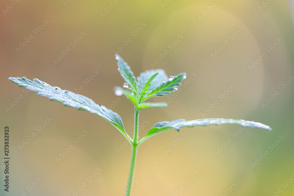 Backgrounds of Cannabis trees are growing on the ground, Used to study the treatment of diseases. Backgrounds of Cannabis trees are growing on the ground, Used to study the treatment of diseases.