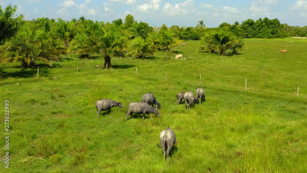 Aerial view from a drone of water buffaloes in a green field Aerial view from a drone of water buffaloes in a green field