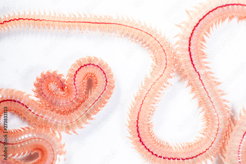 Sand Worm (Perinereis sp.) is the same species as sea worms (Polychaete), Living in a beach area with relatively shallow water levels for education in laboratory. Sand Worm (Perinereis sp.) is the same species as sea worms (Polychaete), Living in a beach area with relatively shallow water levels for education in laboratory.