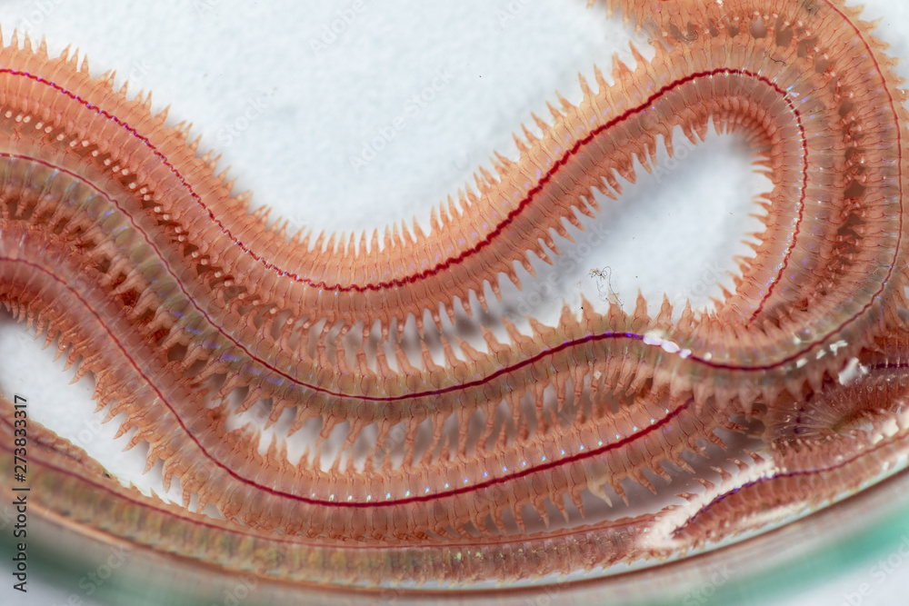 Fototapeta premium Sand Worm (Perinereis sp.) is the same species as sea worms (Polychaete), Living in a beach area with relatively shallow water levels for education in laboratory.