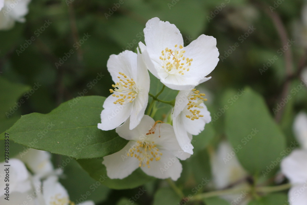 Jasmine bush bloomed with white fragrant flowers Jasmine bush bloomed with white fragrant flowers