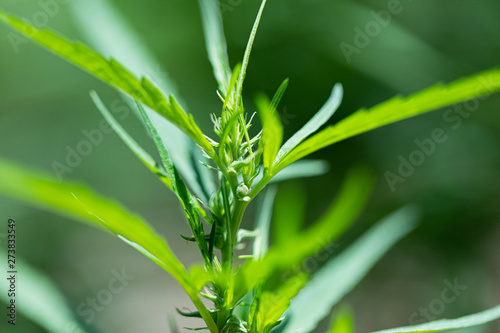 Backgrounds of Cannabis trees are growing on the ground  Used to study the treatment of diseases.