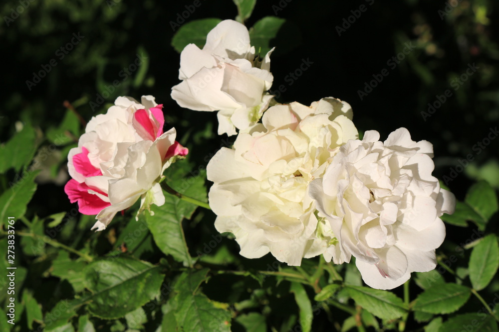 Fragrant elegant roses bloom in the garden